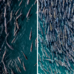 Um cerco de tainha em SC histórico em Bombinhas capturou mais de 40 mil peixes