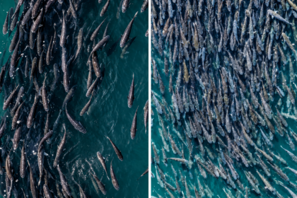 Um cerco de tainha em SC histórico em Bombinhas capturou mais de 40 mil peixes
