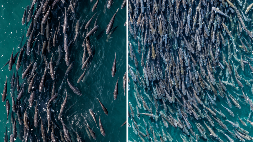 Um cerco de tainha em SC histórico em Bombinhas capturou mais de 40 mil peixes